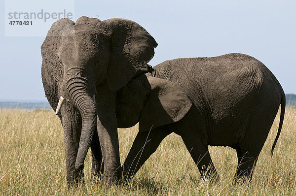 Afrikanische Elefanten (Loxodonta africana)  Alttier und Jungtier  Masai Mara Nationalpark  Kenia  Afrika