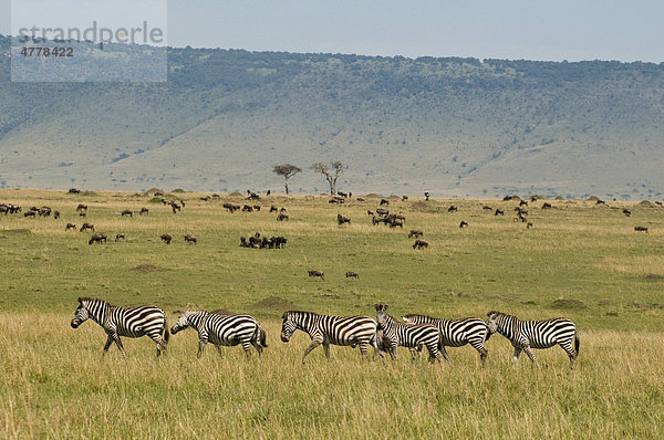 Steppenzebras (Equus quagga) und Gnus (Connochaetes)  Masai Mara Nationalpark  Kenia  Afrika Equus quagga Steppenzebra