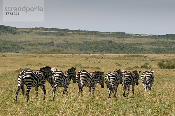 Steppenzebras (Equus quagga)  Masai Mara Nationalpark  Kenia  Afrika