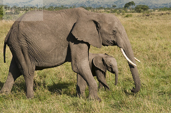 Afrikanischer Elefant (Loxondonta)  Alttier mit Kalb  Masai Mara Nationalpark  Kenia  Afrika