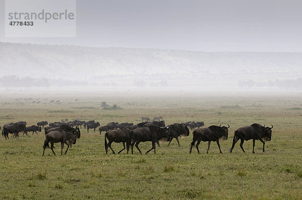 Gnu (Connochaetes taurinus)  Herde folgt dem Regenfall bei der jährlichen Wanderung  Masai Mara Nationalpark  Kenia  Afrika