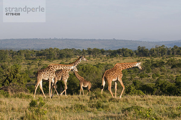 Massai-Giraffen (Giraffa camelopardalis tippelskirchi)  Masai Mara Nationalpark  Kenia  Afrika