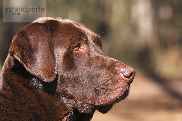 Brauner Labrador Retriever (Canis lupus familiaris)  Porträt  Rüde