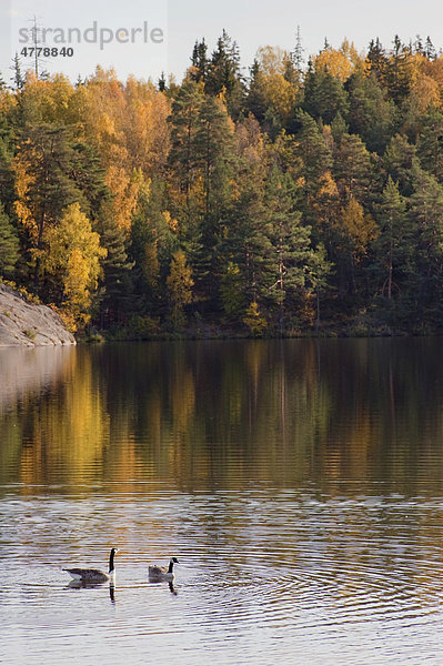 Kanadagänse (Branta canadensis) auf einem See  Stockholm  Schweden  Europa