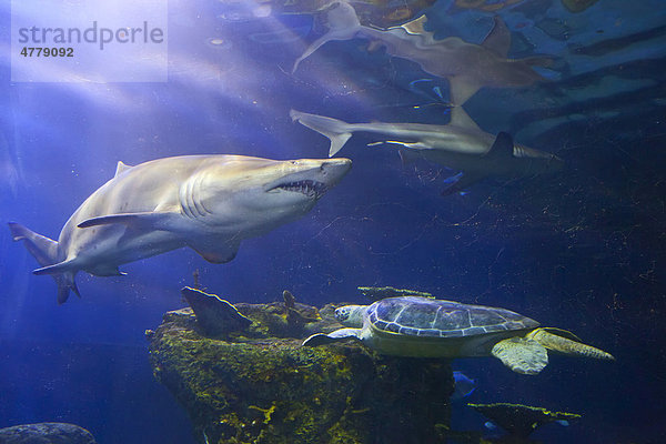 Haie und eine Meeresschildkröte im Downtown Aquarium  Denver  Colorado  USA