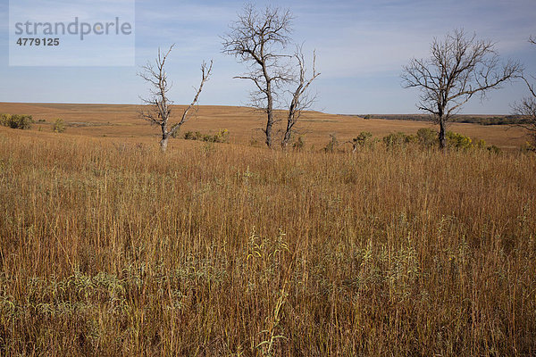Tallgrass Prairie Naturschutzgebiet  das von der amerikanischen National Park Service Behörde verwaltet wird  hier steht eines der wenigen verbliebenen Tallgrass-Präriegebiete unter Schutz  die früher 140 Millionen Morgen Land in Nordamerika bedeckten  das 10.000 Morgen große Schutzgebiet umfasst auch die frühere Spring Hill-Z Bar Ranch  Strong  Kansas  USA