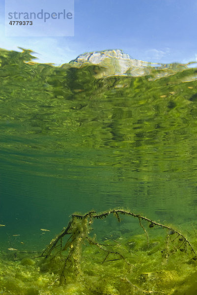 Unterwasserwelt im vorderen Lahngangsee  Totes Gebirge  Steiermark  Österreich  Europa