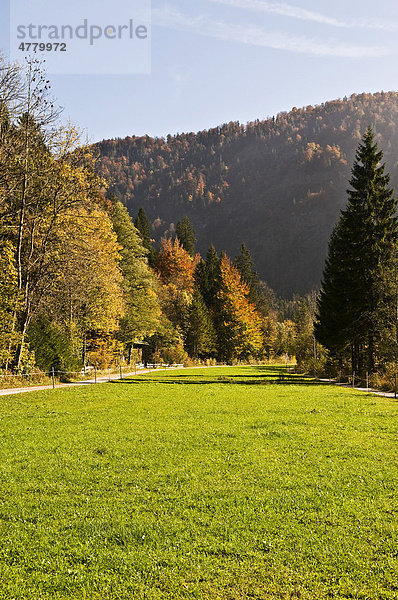 Herbststimmung am Alpenrand  Mischwald im Sonneschein  Kreuth  Oberbayern  Bayern  Deutschland  Europa