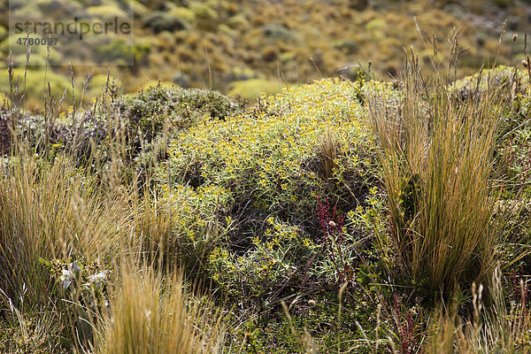 Patagonische Flora  Nationalpark Torres del Paine  Chile  Patagonien  Südamerika