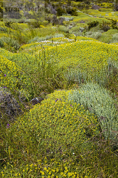 Patagonische Flora mit dem Gewächs Neneo (Mulinum spinosum)  Nationalpark Torres del Paine  Chile  Patagonien  Südamerika