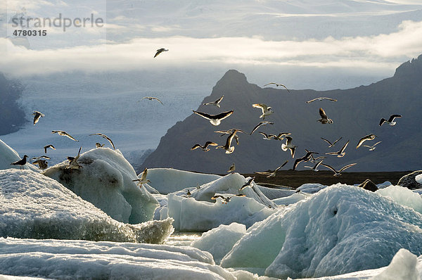 Jökulsarlon  Gletscherlagune  Südwestküste Island  Skandinavien  Europa