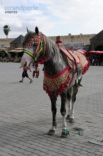 Geschmücktes Araber-Pferd  Meknes  Marokko  Afrika