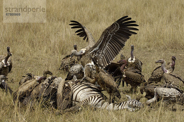 Sperbergeier (Gyps rueppellii)  Schar beim Streit um Zebra-Kadaver  Masai Mara  Kenia  Afrika