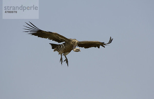 Sperbergeier (Gyps rueppellii)  Altvogel im Flug  im Landeanflug  Masai Mara  Kenia  Afrika