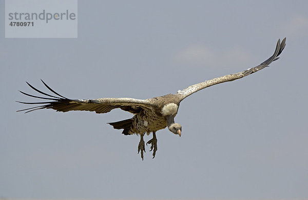 Sperbergeier (Gyps rueppellii)  Altvogel im Flug  beim Segelfliegen  Masai Mara  Kenia  Afrika