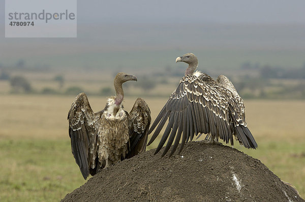 Sperbergeier (Gyps rueppellii) und Weißrückengeier (Gyps africanus)  Altvögel im Stand auf Termitenhügel  Masai Mara  Kenia  Afrika