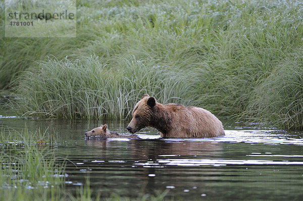 Grizzlybär (Ursus arctos horribilis)  weibliches Alttier mit Jungtier schwimmt durch Kanal  British Columbia  Kanada