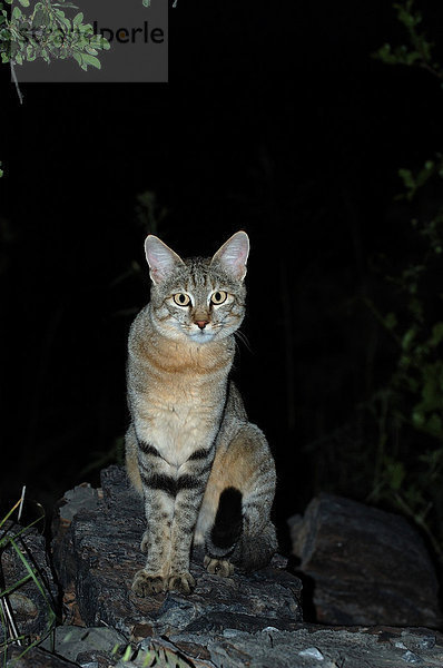 Falbkatze oder Afrikanische Wildkatze (Felis silvestris lybica)  sitzendes Alttier bei Nacht  Etosha  Namibia  Afrika