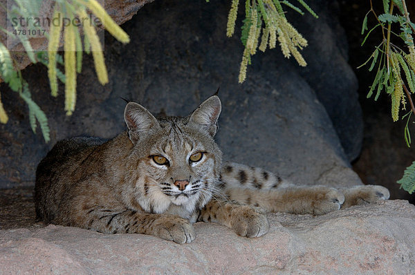 Rotluchs (Lynx rufus)  ruht  Gefangenschaft  Arizona  USA  Amerika