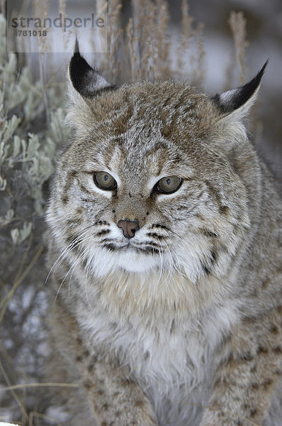 Bobcat (Lynx rufus)  Alttier  Portrait  USA  Amerika