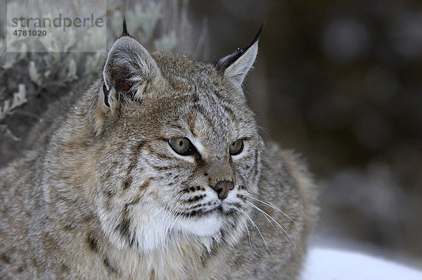 Bobcat (Lynx rufus)  Alttier  Portrait  USA  Amerika