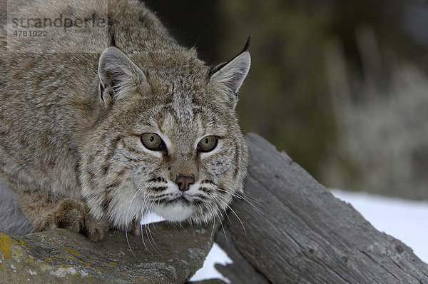 Bobcat (Lynx rufus)  wachsames Alttier  Portrait  USA  Amerika