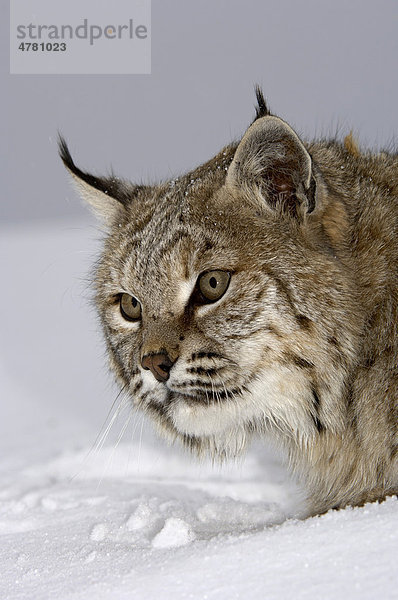 Bobcat (Lynx rufus)  Alttier im Schnee  USA  Amerika
