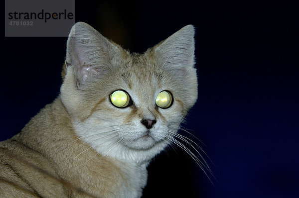 Sand Cat (Felis margarita)  Alttier  Portrait mit Tapetum lucidum oder leuchtenden Augen