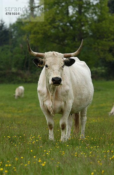 White Park Cattle Rind  stehende Kuh  Berkshire  England  Großbritannien  Europa