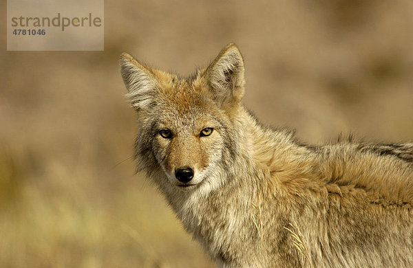Coyote (Canis latrans)  Porträt  Yellowstone-Nationalpark  Wyoming  USA  Amerika