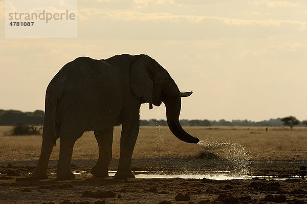 Afrikanischer Elefant (Loxodonta africana)  Alttier beim Spritzen von Wasser  Botswana  Afrika