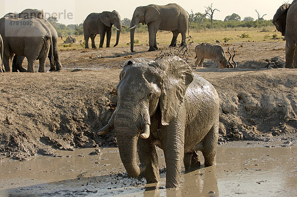 Afrikanischer Elefant (Loxodonta africana)  Alttier beim Schlammbad am Wasserloch  Botswana  Afrika