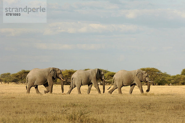 Afrikanischer Elefant (Loxodonta africana)  drei Alttiere beim Wandern in einer Reihe  Botswana  Afrika