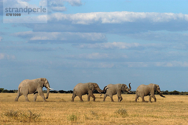 Afrikanischer Elefant (Loxodonta africana)  vier Alttiere beim Wandern in einer Reihe  Nxai Pan Nationalpark  Botswana  Afrika