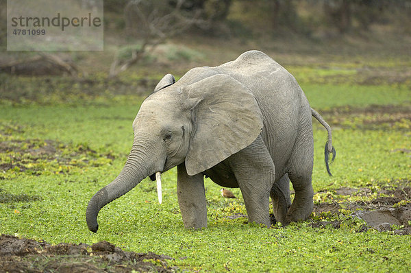 Afrikanischer Elefant (Loxodonta africana)  Jungtier beim Wandern im Feuchtgebiet  South Luangwa Nationalpark  Sambia  Afrika