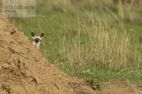 Löffelhund oder Löffelfuchs (Otocyon megalotis)  Jungtier  schaut hinter Termitenhügel hervor  Masai Mara  Kenia  Afrika