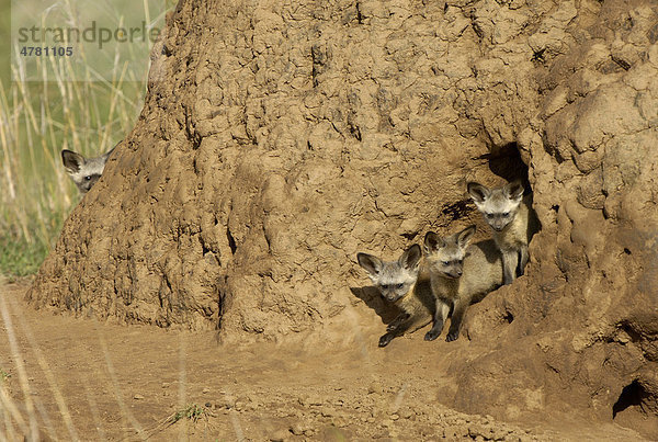 Löffelhund oder Löffelfuchs (Otocyon megalotis)  Jungtiere am Eingang eines Termitenhügels  Masai Mara  Kenia  Afrika