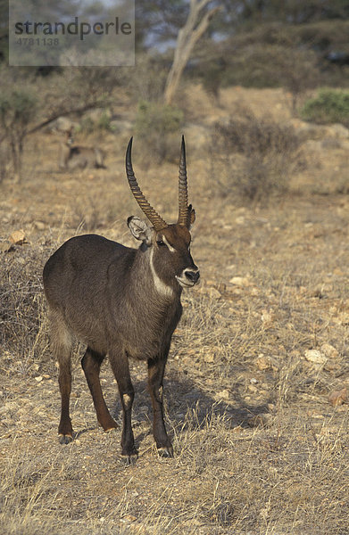 Wasserbock (Kobus ellipsiprymnus)  Männchen  Samburu  Kenia  Afrika