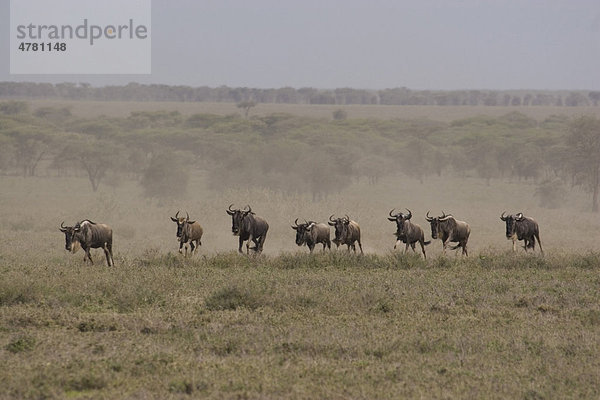 Streifengnu (Connochaetes taurinus albojubatus)  Wanderung  laufend  Serengeti  Tansania  Afrika