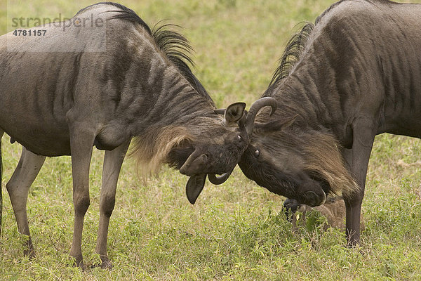 Streifengnu (Connochaetes taurinus albojubatus)  kämpfen  Serengeti  Tansania  Afrika