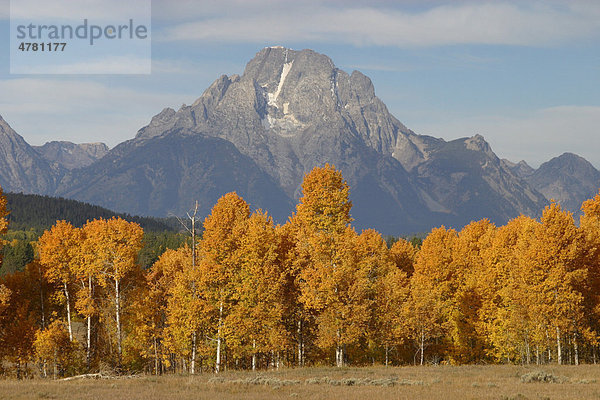 Espe  Aspe oder Zitter-Pappel (Populus tremula)  Herbstlaub  mit Teton Range hinten  Rocky Mountains  USA  Amerika