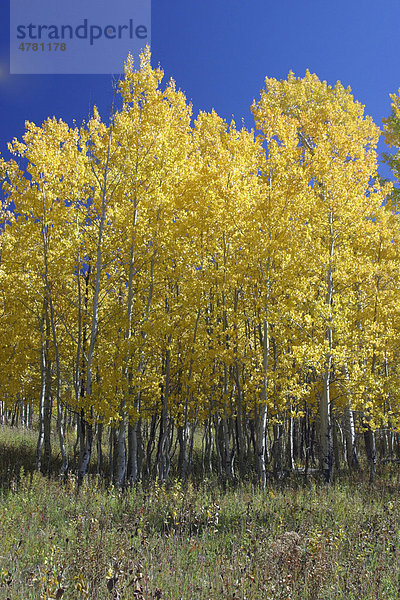 Espe  Aspe oder Zitter-Pappel (Populus tremula)  Herbstlaub  Grand Teton National Park  Wyoming  USA  Amerika