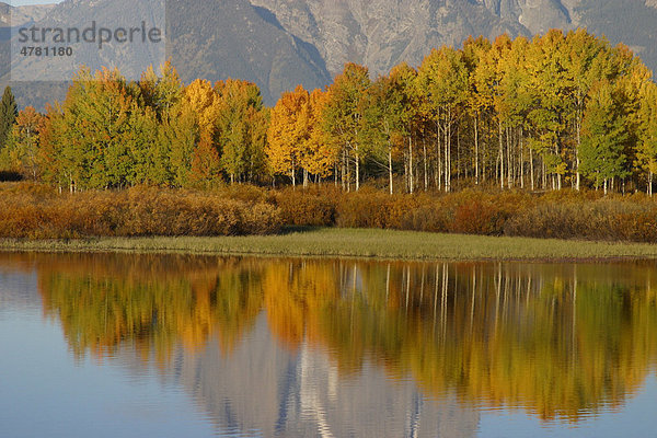 Espe  Aspe oder Zitter-Pappel (Populus tremula) mit Reflexionen in Flussschleifem  hinten Grand Teton Gebirgskette  Rocky Mountains  USA  Amerika