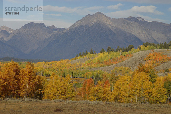 Espe  Aspe oder Zitter-Pappel (Populus tremula)  Herbstlaub  Grand Teton Gebirgskette  Wyoming  USA  Amerika