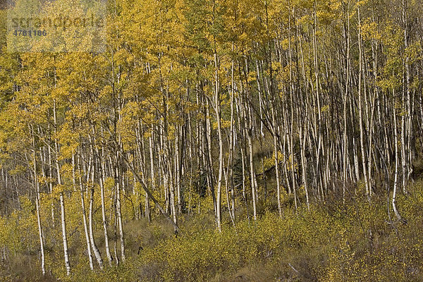 Espen  Aspen oder Zitter-Pappeln (Populus tremula)  Herbst