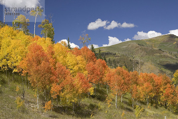 Espen  Aspen oder Zitter-Pappeln (Populus tremula)  Herbst  San-Juan-Gebirge  Colorado  USA