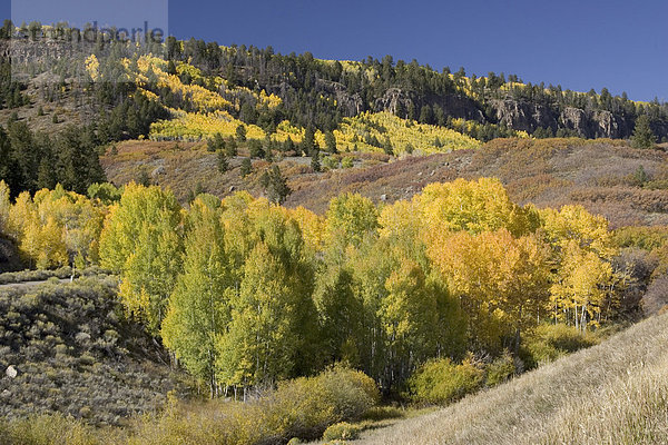 Espen  Aspen oder Zitter-Pappeln (Populus tremula)  Herbst