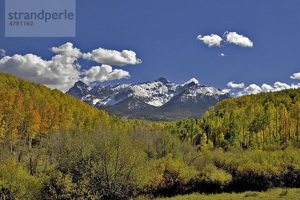 Espen  Aspen oder Zitter-Pappeln (Populus tremula)  Herbst  San-Juan-Gebirge  Colorado  USA