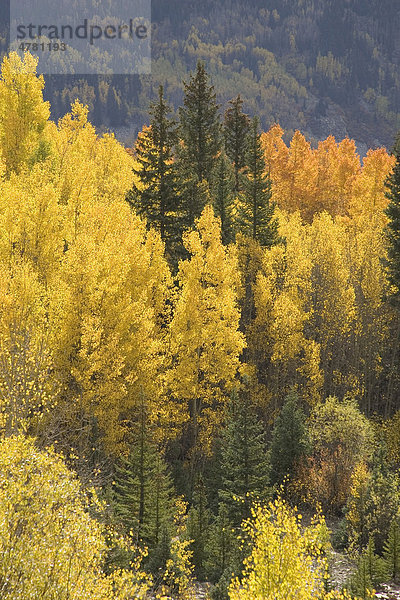 Espen  Aspen oder Zitter-Pappeln (Populus tremula)  Herbst