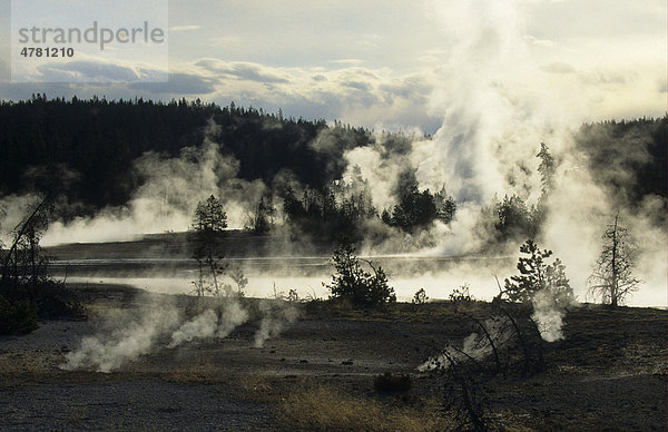 Dampf steigt auf  thermische Aktivität  Norris Geyser Basin  Yellowstone Nationalpark  Wyoming  USA  Amerika